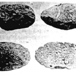 pebble kapak genggam sumatera