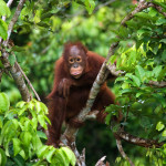 manfaat hutan